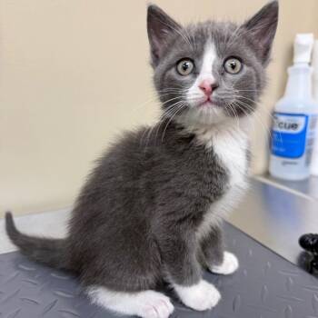 Domestic Short Hair Cats Available for Adoption in Birmingham, Alabama - Morrison | PetCurious