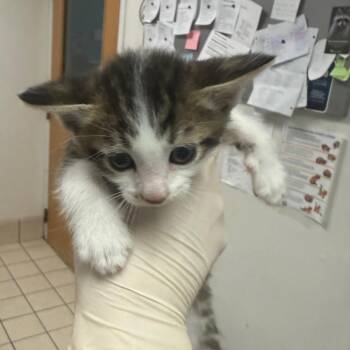 Hindley -  Domestic Medium Hair Cat for Adoption in Charleston, West Virginia - Hindley | PetCurious