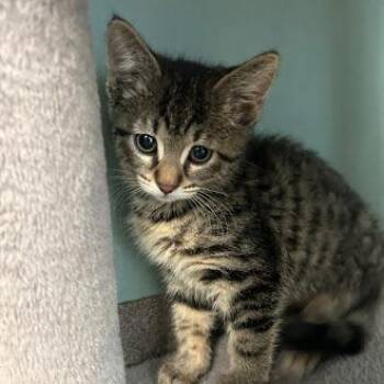 Domestic Short Hair Cats Available for Adoption in South Elgin, Illinois - Tiramisu | PetCurious