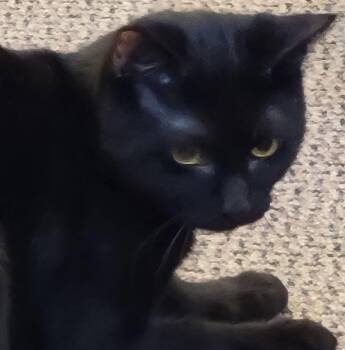 Domestic Short Hair Cats Available for Adoption in Raymond, Washington - Vader | PetCurious