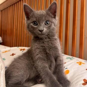 Caddy -  Domestic Short Hair Cat for Adoption in Charlottesville, Virginia - Caddy | PetCurious