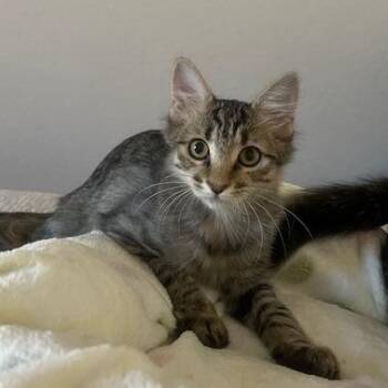 Gabby -  Domestic Short Hair Cat for Adoption in Las Vegas, Nevada - Gabby | PetCurious