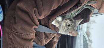 Domestic Short Hair Cats Available for Adoption - Sissy | PetCurious