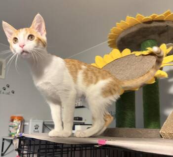 Nori -  Domestic Short Hair Cat for Adoption in South Lyon, Michigan - Nori | PetCurious