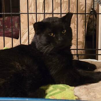 Wynn -  Domestic Short Hair Cat for Adoption in Grantsville, Utah - Wynn | PetCurious
