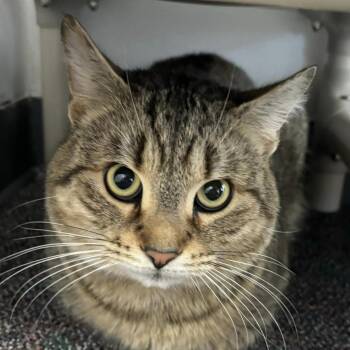 Rescue Domestic Short Hair Cats for Adoption in Buffalo, New York - Ringo | PetCurious