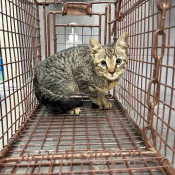 TUSC-Wildlife-84831 -  Domestic Short Hair Cat for Adoption in Tuscaloosa, Alabama - TUSC-Wildlife-84831 | PetCurious