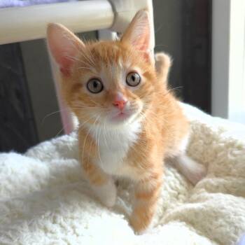 Enzo -  Domestic Short Hair Cat for Adoption in Michigan City, Indiana - Enzo | PetCurious