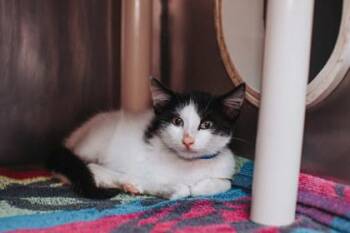 95367A Doonie- PetSmart West Ashley -  Domestic Short Hair Cat for Adoption in North Charleston, South Carolina - 95367A Doonie- PetSmart West Ashley | PetCurious