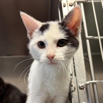 Domestic Short Hair Cats Available for Adoption - Tater | PetCurious