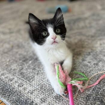 Domestic Medium Hair Cats Available for Adoption in Plainfield, Illinois - Angus | PetCurious