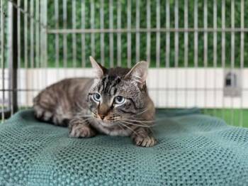 Domestic Short Hair Cats Available for Adoption in Annapolis, Maryland - Leo Gray (FIV+) | PetCurious