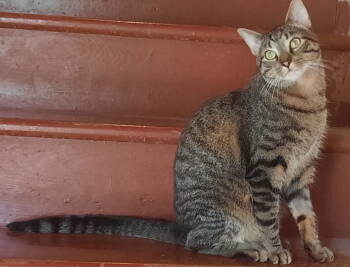 Rescue Tabby Cats for Adoption in Mcconnelsville, Ohio - Bandit | PetCurious