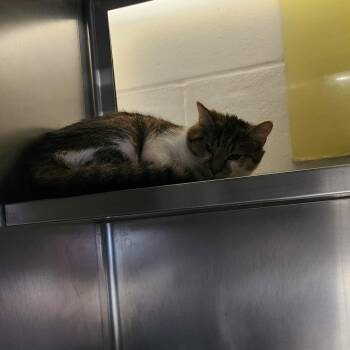 Sean -  Domestic Medium Hair Cat for Adoption in Brockton, Massachusetts - Sean | PetCurious