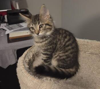 Gillie26 -  Domestic Medium Hair Cat for Adoption in Youngsville, North Carolina - Gillie26 | PetCurious