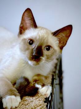 Patch - Bonded with Lucky -  Domestic Short Hair and Siamese Cat for Adoption in Fremont, California - Patch - Bonded With Lucky | PetCurious