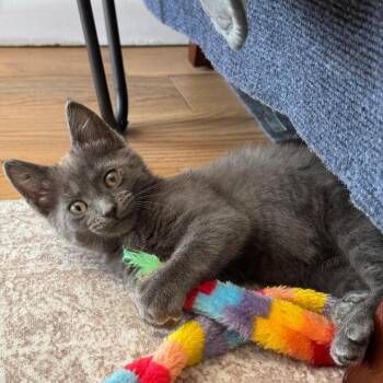Apple -  Domestic Short Hair Cat for Adoption in Chicago, Illinois - Apple | PetCurious