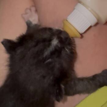 Bert -  Domestic Short Hair Cat for Adoption in South Elgin, Illinois - Bert | PetCurious