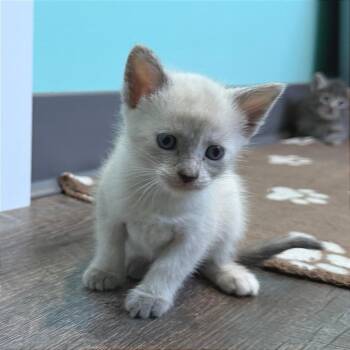 Domestic Short Hair Cats Available for Adoption in Marion, Virginia - Augusta | PetCurious