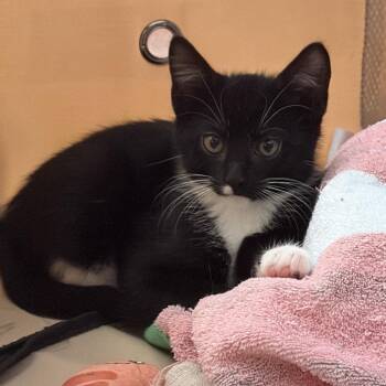 ham jam -  Domestic Short Hair Cat for Adoption - Ham Jam | PetCurious