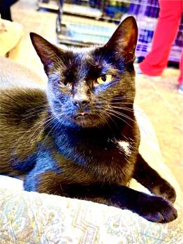 Rescue Domestic Short Hair Cats for Adoption in Hamburg, New York - Aurora | PetCurious