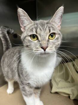 Rescue Domestic Short Hair Cats for Adoption in Trenton, New Jersey - Apple (TAS #19) | PetCurious