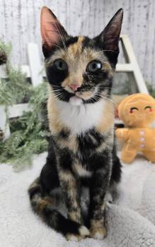 Rescue Tortoiseshell and Calico Cats for Adoption in Ocean Springs, Mississippi - Lottie | PetCurious