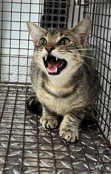 Domestic Short Hair Cats Available for Adoption in Palmetto, Florida - A136674 | PetCurious