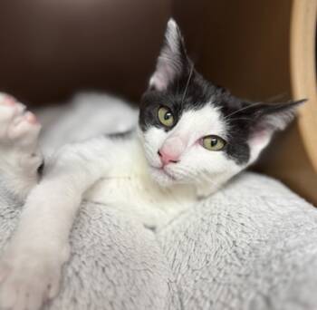 Rescue Domestic Short Hair Cats for Adoption in Seneca, South Carolina - Moo $50 | PetCurious