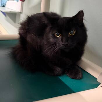 Rita -  Domestic Short Hair Cat for Adoption in Pittsford, Vermont - Rita | PetCurious