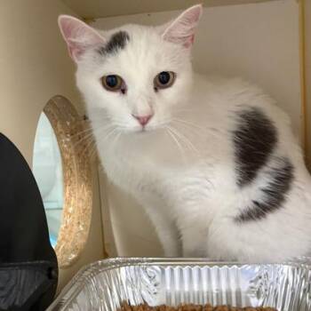 Spot -  Domestic Short Hair Cat for Adoption in Fort Worth, Texas - Spot | PetCurious