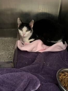Missy -  Domestic Short Hair Cat for Adoption in Baraboo, Wisconsin - Missy | PetCurious