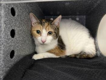Georgia -  Domestic Short Hair Cat for Adoption in Daytona Beach, Florida - Georgia | PetCurious