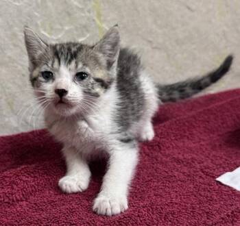 Portia -  Domestic Short Hair Cat for Adoption in Honolulu, Hawaii - Portia | PetCurious