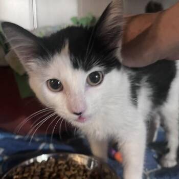 Jane Eyre -  Domestic Short Hair Cat for Adoption in St. Louis, Missouri - Jane Eyre | PetCurious