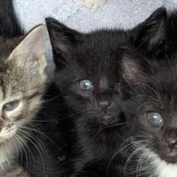 Beans -  Domestic Short Hair Cat for Adoption in Fairport, New York - Beans | PetCurious