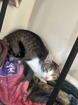 Cookie -  Domestic Short Hair Cat for Adoption in Clarksville, Tennessee - Cookie | PetCurious