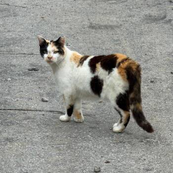 Millionaire -  Domestic Short Hair Cat for Adoption in Granville, Ohio - Millionaire | PetCurious