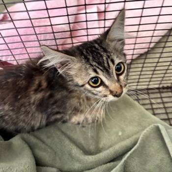 Circe -  Domestic Medium Hair Cat for Adoption in Pasadena, California - Circe | PetCurious