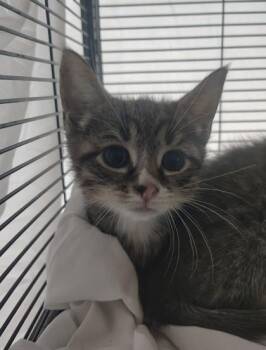 Sugar Ice -  Domestic Short Hair Cat Available for Adoption - Sugar Ice | PetCurious