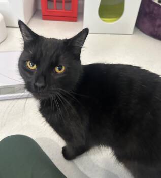 Lucky 7 -  Domestic Short Hair Cat for Adoption in Fairfax, Virginia - Lucky 7 | PetCurious