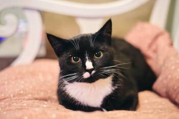 Rescue American Shorthair Cats for Adoption - Cheyenne | PetCurious