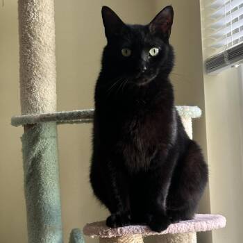 Domestic Short Hair Cats Available for Adoption in Chapel Hill, North Carolina - Daisy Cat | PetCurious