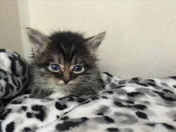 MUSHU -  Domestic Short Hair Cat for Adoption in Santa Fe, New Mexico - MUSHU | PetCurious