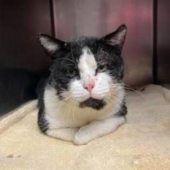 Domestic Short Hair Cats Available for Adoption - Barley | PetCurious