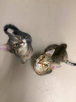 Patch and Stitch -  Domestic Short Hair Cat for Adoption in Greece, New York - Patch And Stitch | PetCurious