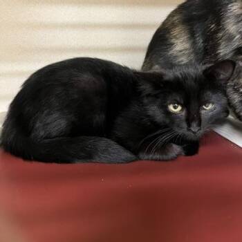 Gloomy -  American Shorthair Cat for Adoption in Hackensack, Minnesota - Gloomy | PetCurious