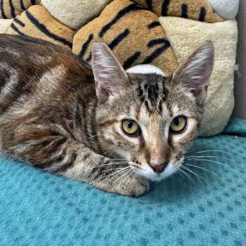 Matisse -  Domestic Short Hair Cat for Adoption in Long Beach, California - Matisse | PetCurious