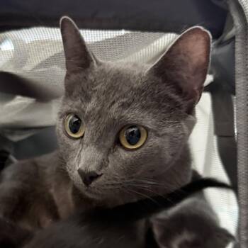 Russian Blue Cats Available for Adoption - Sandy | PetCurious