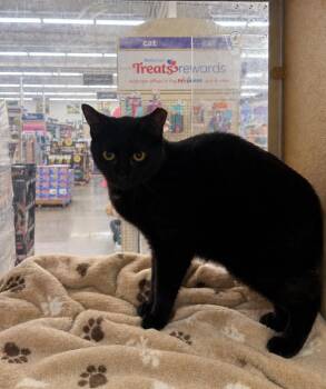 Domestic Short Hair Cats Available for Adoption in Fort Lupton, Colorado - Kranz | PetCurious